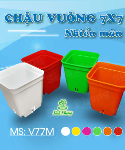 Chậu vuông 7x7 nhiều màu